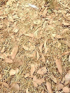 pimange34 from StripChat