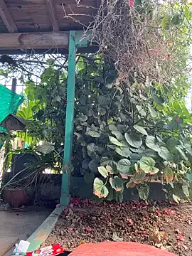 Sofyalone_ from StripChat